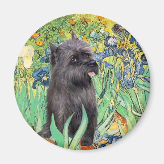 Cairn (Brindle 17) — Ire Magnet (Vorne)