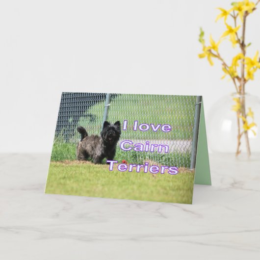 Cairn Karte (Gelbe Blume)