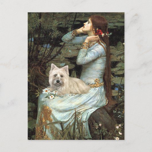 Cairn Terrier 4 - Ophelia Sitzplätze Postkarte (Vorderseite)
