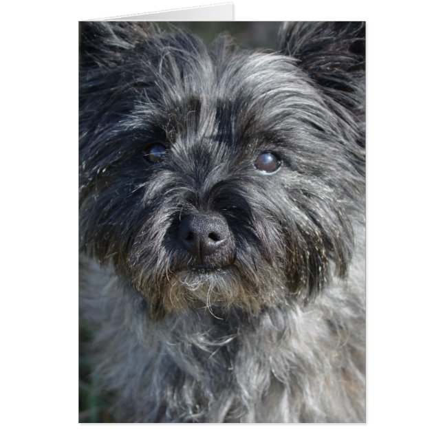 Cairn Terrier Dog (Vorne)