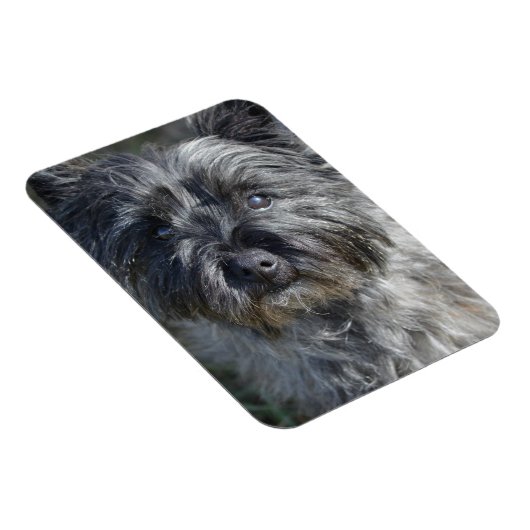 Cairn Terrier Face Magnet (Rechte Seite)
