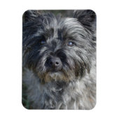 Cairn Terrier Face Magnet (Vertikal)