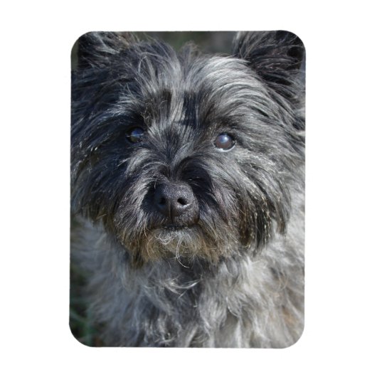 Cairn Terrier Face Magnet (Vertikal)