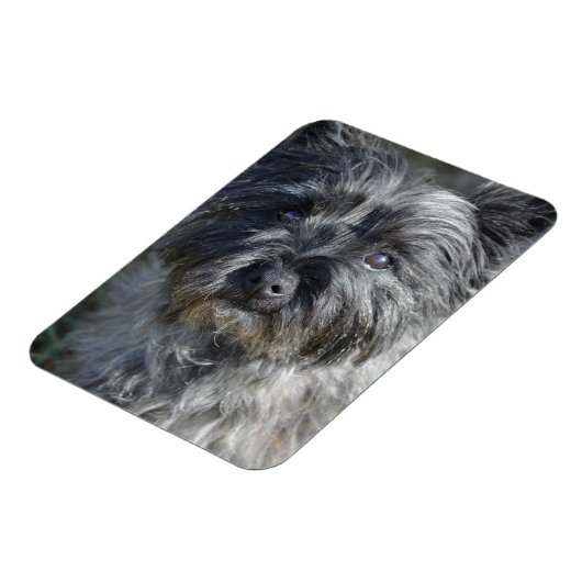 Cairn Terrier Face Magnet (Linke Seite)
