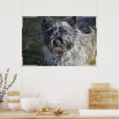 Cairn Terrier Face Poster (Küche)