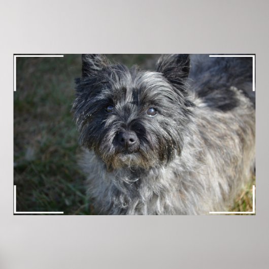Cairn Terrier Face Poster (Vorne)