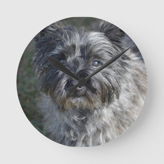 Cairn Terrier Face Runde Wanduhr (Vorderseite)