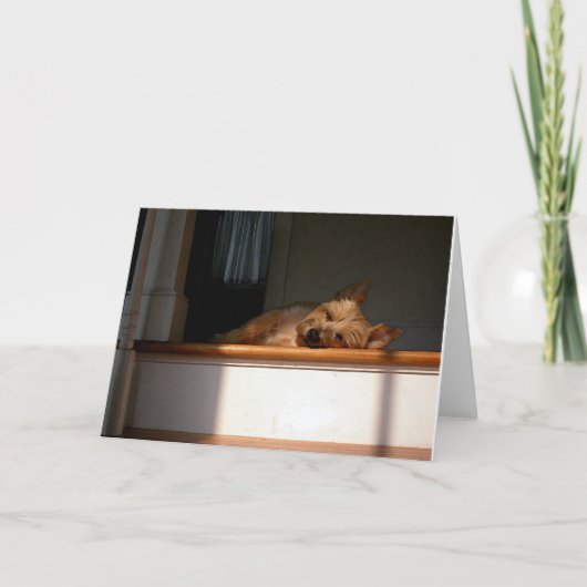 Cairn Terrier In The Sun Blank Greeting Card Karte (Vorderseite)