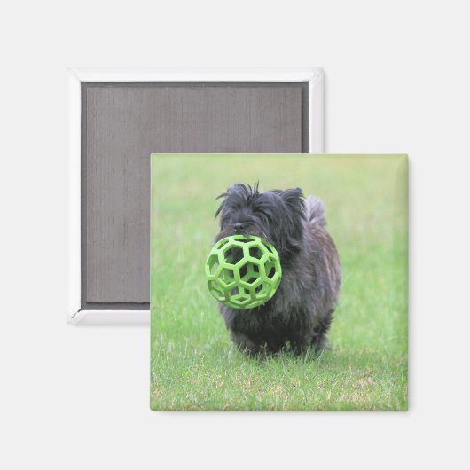 Cairn Terrier Magnet (Vorderseite/Rückseite)