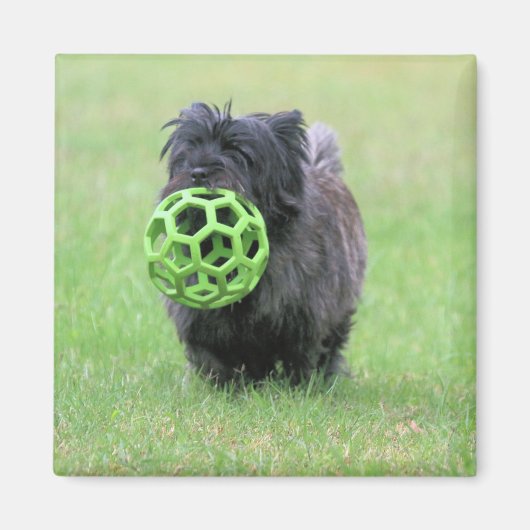 Cairn Terrier Magnet (Vorne)