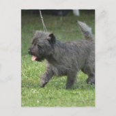 Cairn Terrier Postkarte (Vorderseite)