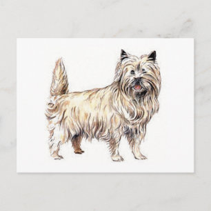 Cairn Terrier Postkarte