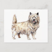 Cairn Terrier Postkarte (Vorderseite)