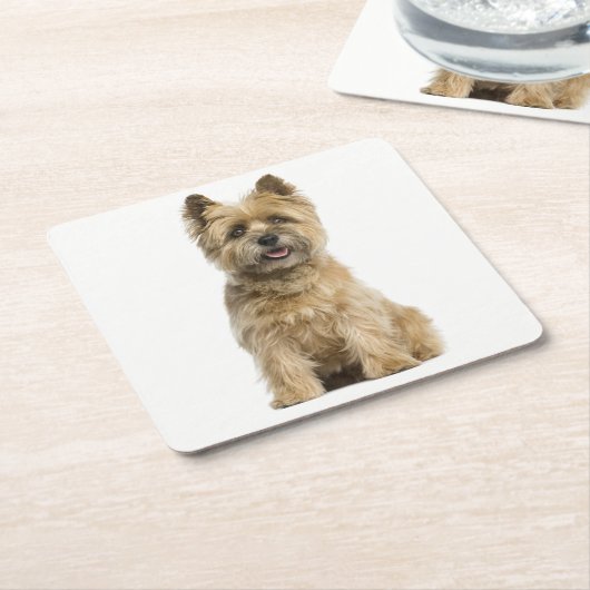 Cairn Terrier Puppy Dog Liebe Rechteckiger Pappuntersetzer (angewinkelt)