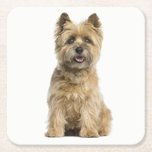 Cairn Terrier Puppy Dog Liebe Rechteckiger Pappuntersetzer (Vorderseite)