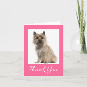 Cairn Terrier Rosa Danke Welpen Hund