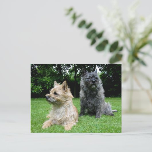 Cairn Terrier Welpe Dog Blank Grußkarte Postkarte (Stehend Vorderseite)