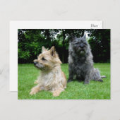 Cairn Terrier Welpe Dog Blank Grußkarte Postkarte (Vorne/Hinten)