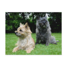 Cairn Terrier Welpe Dog Blank Grußkarte