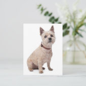 Cairn Terrier Welpe Dog Blank Grußkarte Postkarte (Stehend Vorderseite)