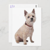 Cairn Terrier Welpe Dog Blank Grußkarte Postkarte (Vorne/Hinten)