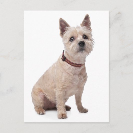 Cairn Terrier Welpe Dog Blank Grußkarte Postkarte (Vorderseite)