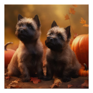 Cairn Terrier Welpe Herbst Kürbis Poster
