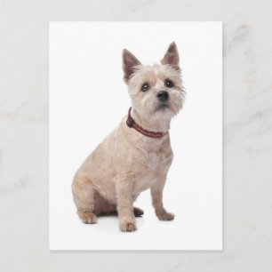 Cairn Terrier Welpen-Hund Grußpostkarte Postkarte