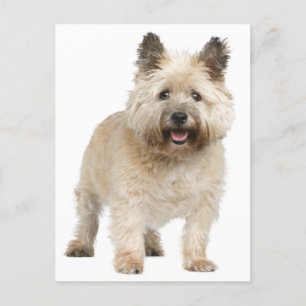 Cairn Terrier Welpendoppy Postkarte