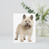 Cairn Terrier Welpendoppy Postkarte (Stehend Vorderseite)