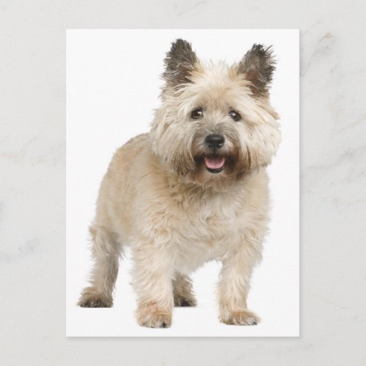 Cairn Terrier Welpendoppy Postkarte (Vorderseite)
