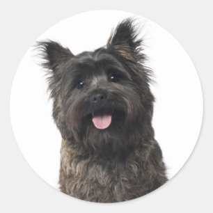 Cairn Terrier Welpenhund Aufkleber
