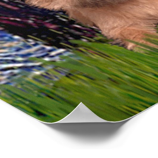 Cairn Terriers (drei) - Starry Night Poster (Ecke)