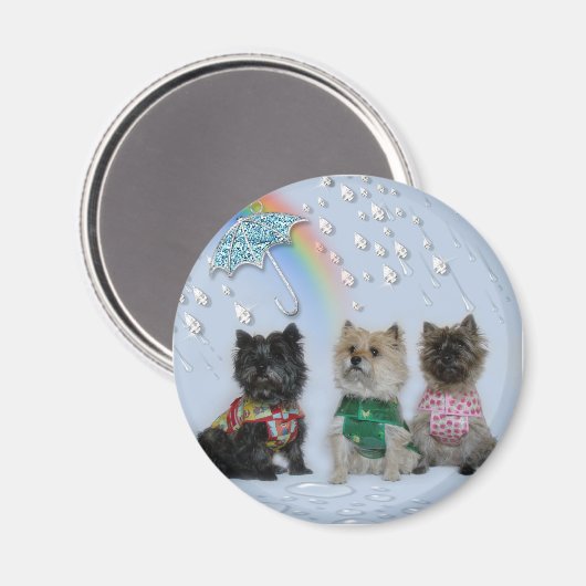 Cairn Terriers im Regenmagneten Magnet (Vorderseite/Rückseite)