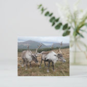 Cairngorm Reindeer Postkarte (Stehend Vorderseite)