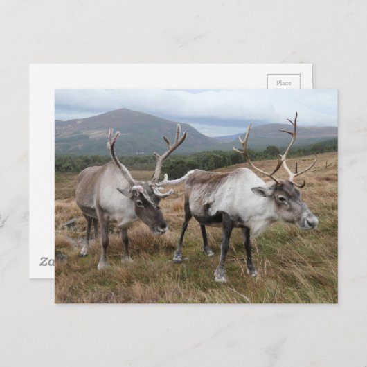 Cairngorm Reindeer Postkarte (Vorne/Hinten)