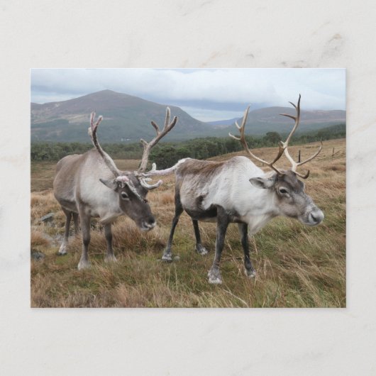 Cairngorm Reindeer Postkarte (Vorderseite)