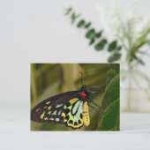 Cairns Birdwing Butterfly Postkarte (Stehend Vorderseite)