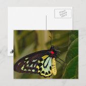 Cairns Birdwing Butterfly Postkarte (Vorne/Hinten)
