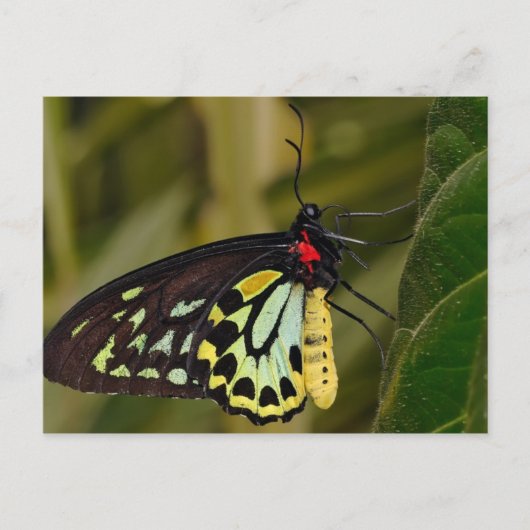 Cairns Birdwing Butterfly Postkarte (Vorderseite)