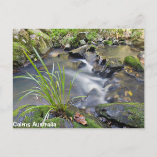 Cairns Forest Australia Post Card Postkarte