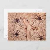 Cajals Neuronen 3 Postkarte (Vorne/Hinten)