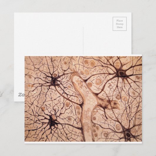 Cajals Neuronen 3 Postkarte (Vorne/Hinten)