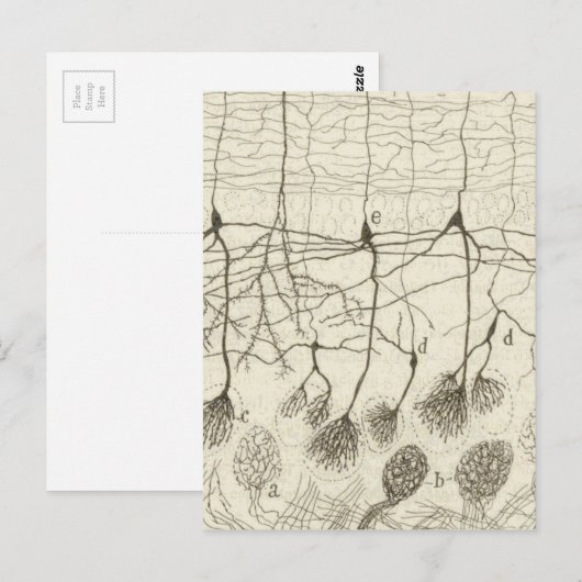 Cajals Neuronen 8 Postkarte (Vorne/Hinten)