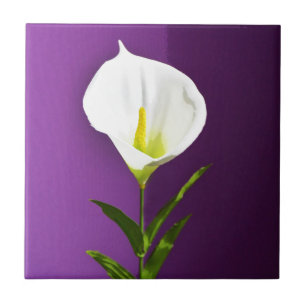Cala-Lilie-Blume Fliese