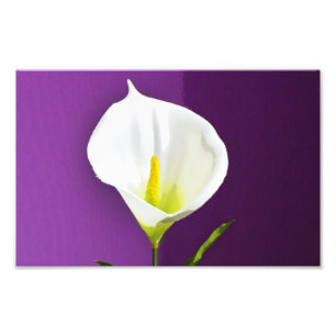 Cala-Lilie-Blume Fotodruck