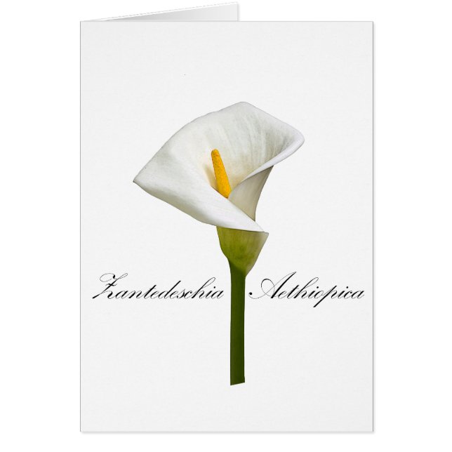 Cala Lily (Vorne)