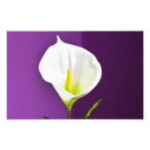 Cala Lily Blume Fotodruck (Vorne)