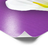Cala Lily Blume Fotodruck (Ecke)