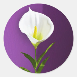 Cala Lily Blume Runder Aufkleber
